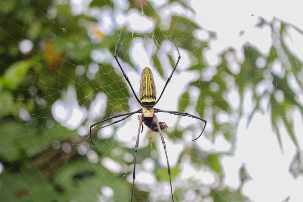 Αράχνη Spider Siting Net Μεγάλη Αράχνη Αράχνη Εικόνες Asis — Φωτογραφία Αρχείου