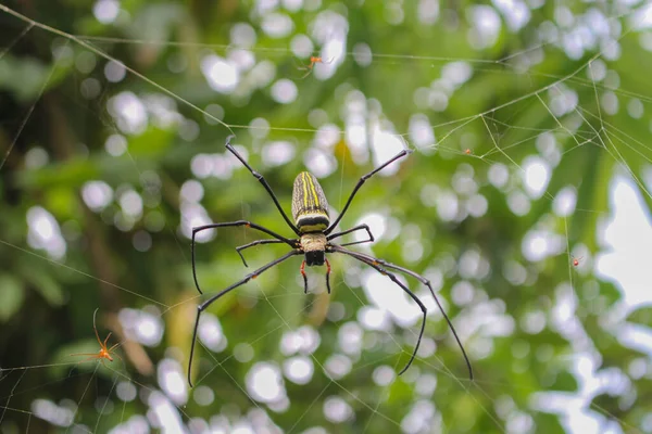 Örümcek Üzerinde Oturan Örümcek Büyük Örümcek Asis Görüntülerindeki Örümcek — Stok fotoğraf