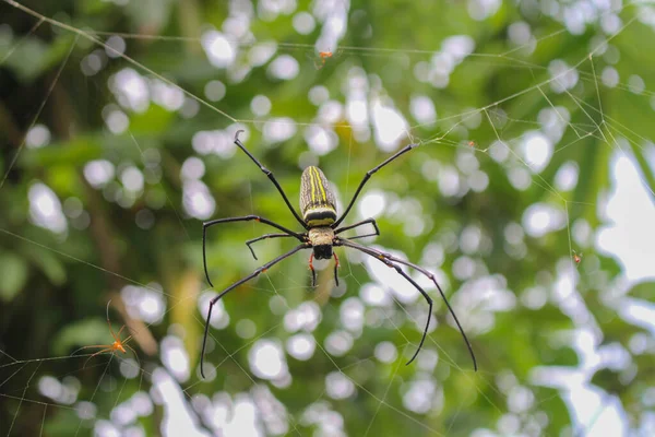 Αράχνη Spider Siting Net Μεγάλη Αράχνη Αράχνη Εικόνες Asis — Φωτογραφία Αρχείου