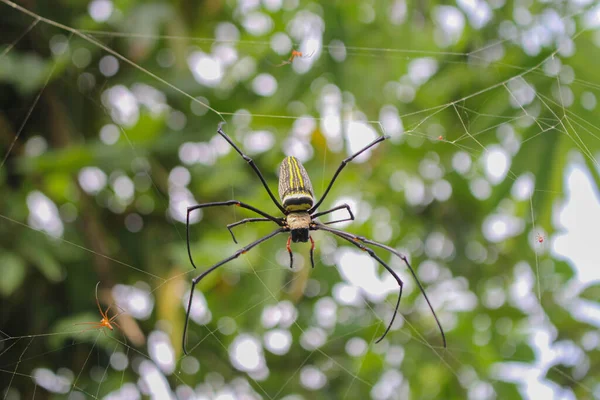 Spider Spider Siting Net Big Spider Spider Asis Images — Stock Photo, Image