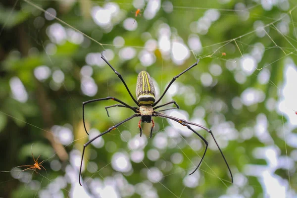 Spinne Spinne Netz Große Spinne Spinne Bild — Stockfoto