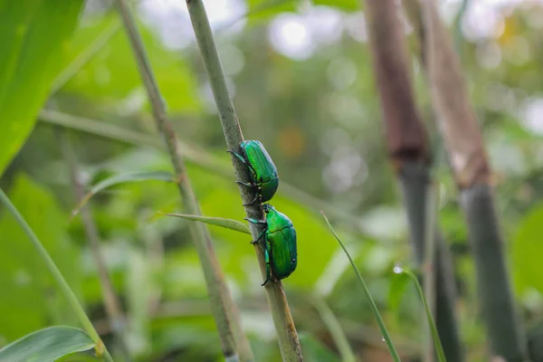 緑の昆虫バレンタインデーのイメージのための美しい昆虫の愛背景 — ストック写真