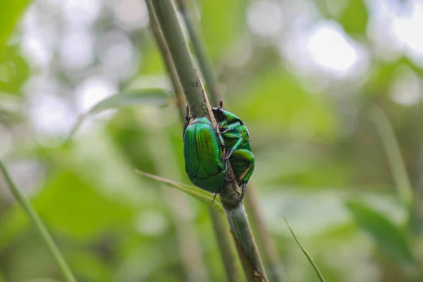 緑の昆虫バレンタインデーのイメージのための美しい昆虫の愛背景 — ストック写真