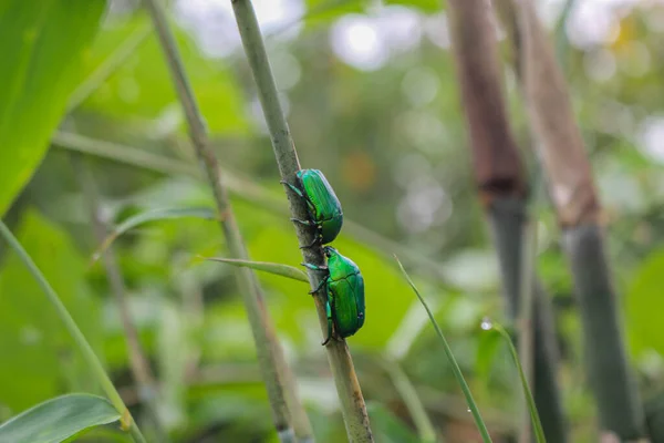 Insecto Verde Beatyful Amor Insecto Para Día San Valentín Imágenes — Foto de Stock