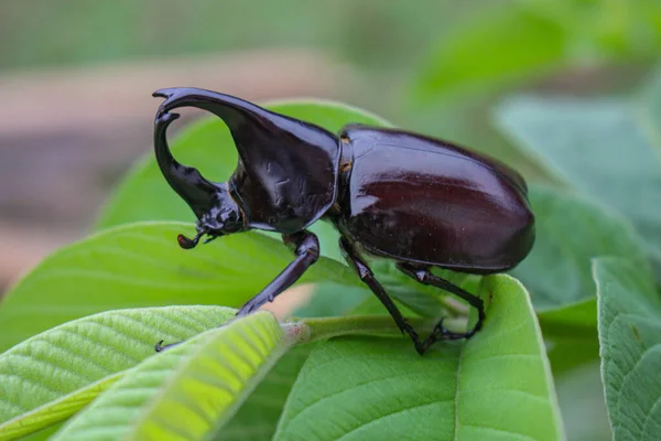 角形甲虫 犀牛甲虫 角形甲虫在自然界的叶子上 — 图库照片