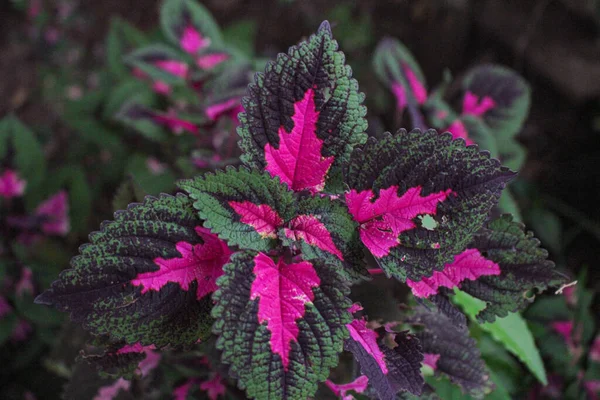 Multi Gekleurde Bladeren Roze Paars Groene Kleur Bladeren Groeien Tuin — Stockfoto