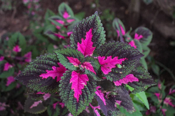 Multi Colored Leaves Pink Purple Green Color Leaves Growing Garden — Stock Photo, Image