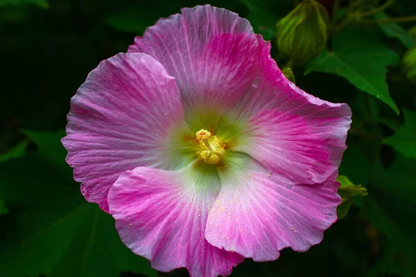 Flor Hermosa Flor Rosa Flores Fondo Imagen Del Jardín —  Fotos de Stock