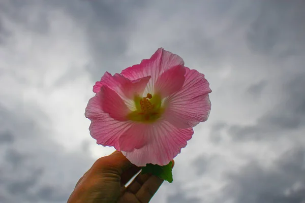 Blume Schöne Rosa Blume Blumen Garten Bildhintergrund — Stockfoto