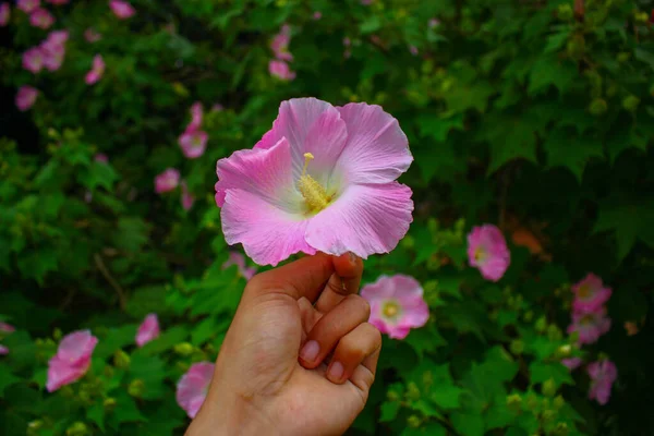 Blume Schöne Rosa Blume Blumen Garten Bildhintergrund — Stockfoto