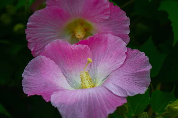 美丽的粉红色花 花园图案背景中的花 — 图库照片