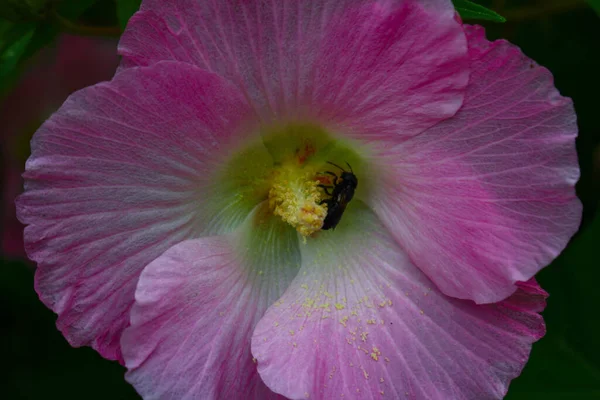 Flor Flor Rosa Bonita Flores Fundo Imagem Jardim — Fotografia de Stock