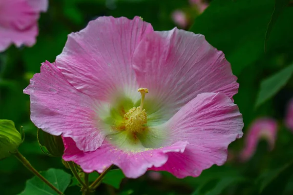 Λουλούδι Όμορφο Ροζ Λουλούδι Λουλούδια Φόντο Εικόνας Κήπου — Φωτογραφία Αρχείου