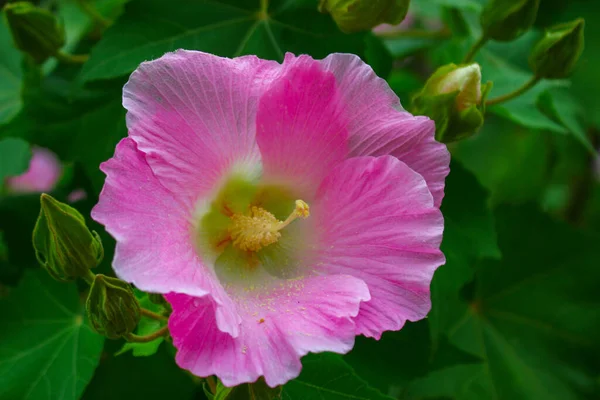 Květina Krásná Růžová Květina Květiny Zahradě Obrázek Pozadí — Stock fotografie
