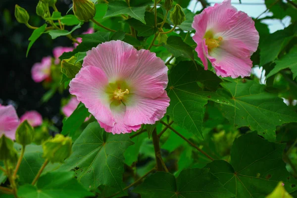 Flower Beautyful Pink Flower Flowers Garden Image Background — Stock Photo, Image