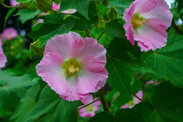 Flor Flor Rosa Bonita Flores Fundo Imagem Jardim — Fotografia de Stock