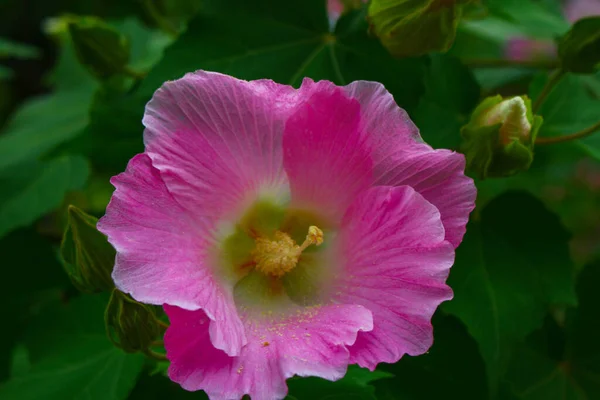 Flor Flor Rosa Bonita Flores Fundo Imagem Jardim — Fotografia de Stock