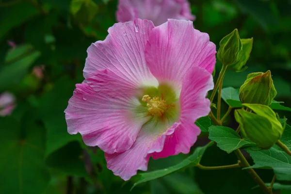 美しいピンクの花 庭のイメージの背景の花 — ストック写真