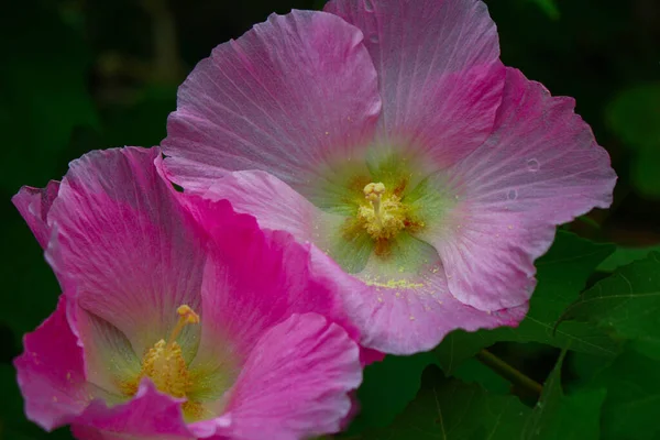 Flor Hermosa Flor Rosa Flores Fondo Imagen Del Jardín — Foto de Stock