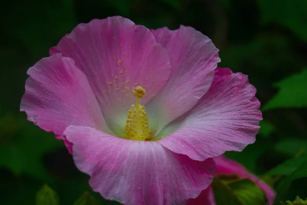 Flor Flor Rosa Bonita Flores Fundo Imagem Jardim — Fotografia de Stock