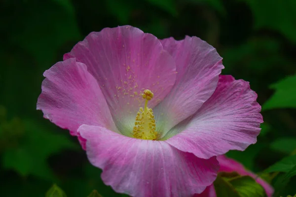 美しいピンクの花 庭のイメージの背景の花 — ストック写真