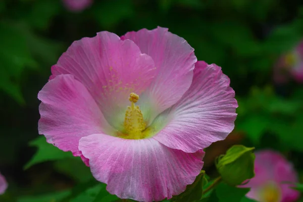 Fiore Fiore Rosa Bello Fiori Giardino Immagine Sfondo — Foto Stock