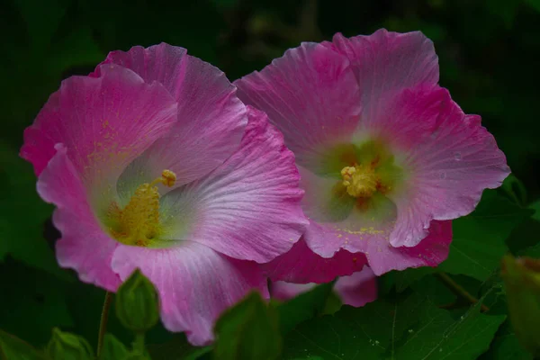 Flor Hermosa Flor Rosa Flores Fondo Imagen Del Jardín — Foto de Stock