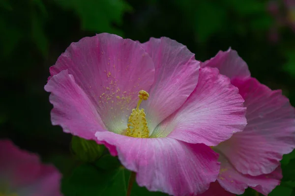 Blume Schöne Rosa Blume Blumen Garten Bildhintergrund — Stockfoto