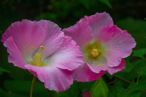 Цветок Красивый Розовый Цветок Цветы Фоне Садового Изображения — стоковое фото