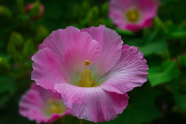 Flor Hermosa Flor Rosa Flores Fondo Imagen Del Jardín — Foto de Stock