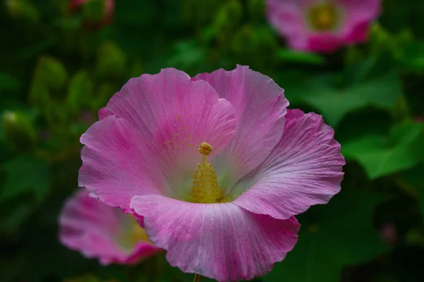 美しいピンクの花 庭のイメージの背景の花 — ストック写真