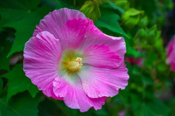 Flor Hermosa Flor Rosa Flores Fondo Imagen Del Jardín — Foto de Stock