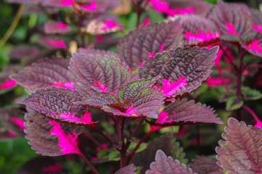 Çok güzel yapraklar, çok renkli yapraklar Pembe, mor ve yeşil yapraklar bahçede yetişiyor