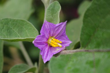 Patlıcan çiçeği, Mor patlıcan çiçeği bahçe çiftliği çiçek resmi.