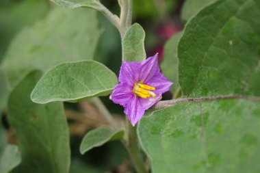 Patlıcan çiçeği, Mor patlıcan çiçeği bahçe çiftliği çiçek resmi.