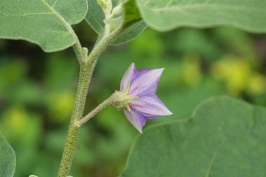 Patlıcan çiçeği, Mor patlıcan çiçeği bahçe çiftliği çiçek resmi.