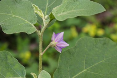 Patlıcan çiçeği, Mor patlıcan çiçeği bahçe çiftliği çiçek resmi.