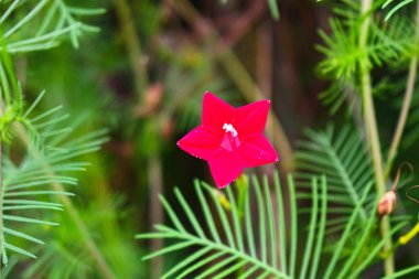 Uğurböceği çimen çiçeğinin üzerinde dinleniyor, arkaplan bulanık