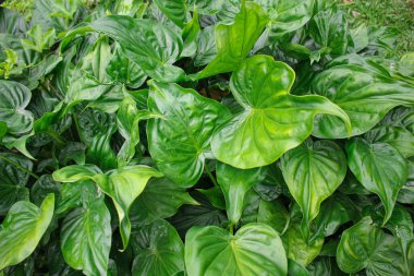 Tropik yeşil yapraklar, doğal doku görüntüsü.