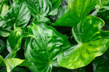 Tropik yeşil yapraklar, doğal doku görüntüsü.