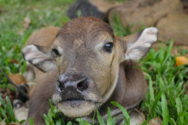 Çiftlikteki şirin Albino bufalosu, şirin hayvan. Çiftçinin arkadaşı.