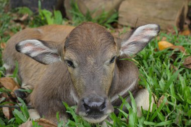 Çiftlikteki şirin Albino bufalosu, şirin hayvan. Çiftçinin arkadaşı.