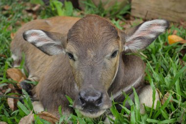 Çiftlikteki şirin Albino bufalosu, şirin hayvan. Çiftçinin arkadaşı.