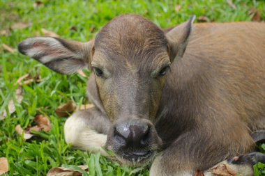 Çiftlikteki şirin Albino bufalosu, şirin hayvan. Çiftçinin arkadaşı.