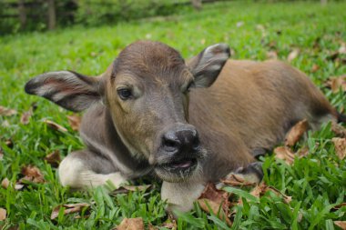 Çiftlikteki şirin Albino bufalosu, şirin hayvan. Çiftçinin arkadaşı.