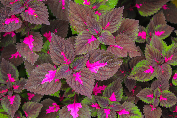 beautyful leaves,Multi colored leaves pink,purple and green color leaves growing in garden