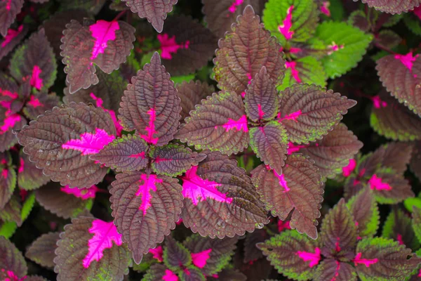 Mooie Bladeren Multi Gekleurde Bladeren Roze Paars Groene Kleur Bladeren — Stockfoto