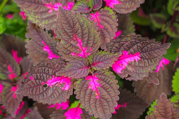 Mooie Bladeren Multi Gekleurde Bladeren Roze Paars Groene Kleur Bladeren — Stockfoto