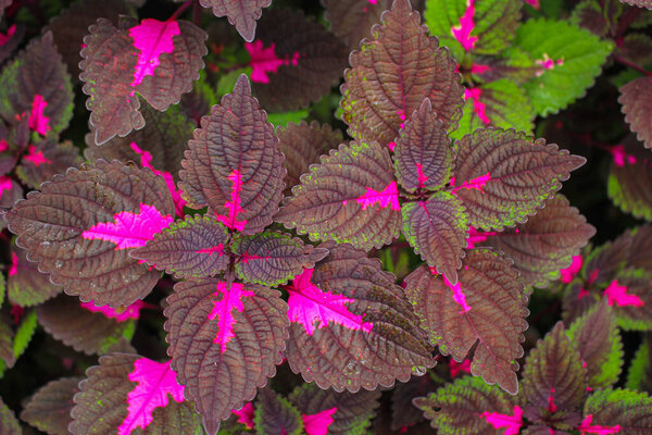 beautyful leaves,Multi colored leaves pink,purple and green color leaves growing in garden