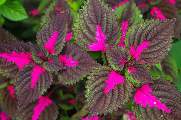 Mooie Bladeren Multi Gekleurde Bladeren Roze Paars Groene Kleur Bladeren — Stockfoto